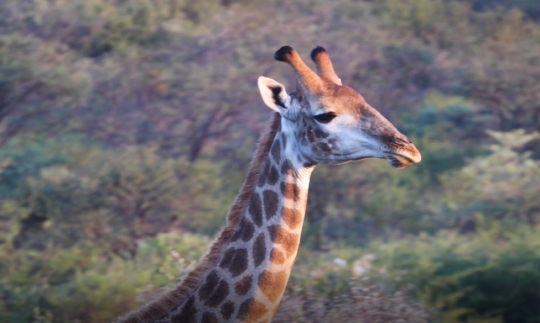 close up giraffe eating