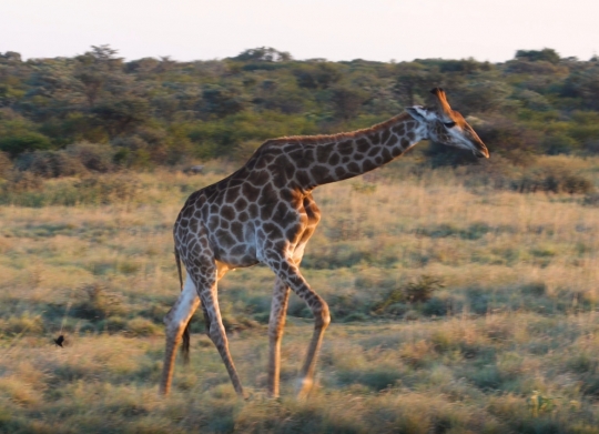 giraffe  walking in the bush