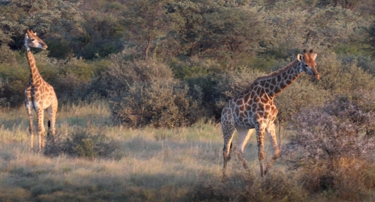 giraffe walking