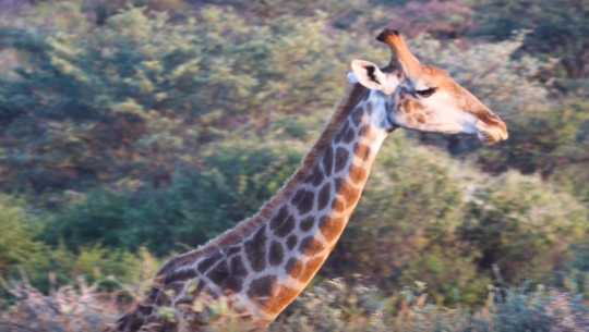 head of a giraffe ruminating