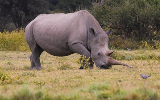 rhino eating