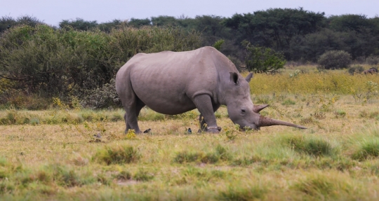 rhino eating