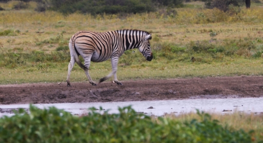zebra walking