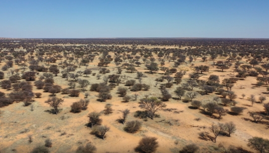 aerial view bush