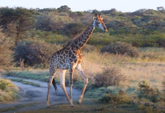 giraffe walking