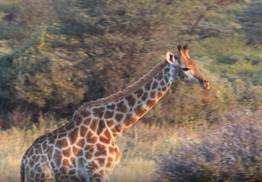 giraffe walking