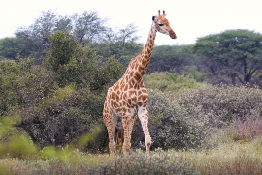 giraffe walking