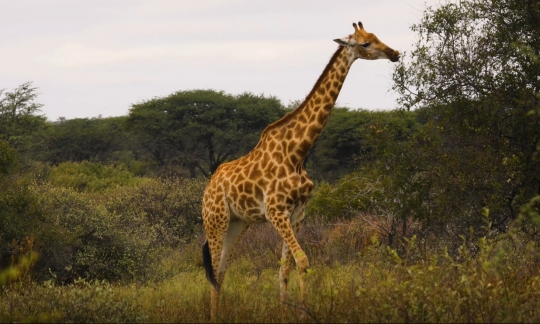 giraffe walking