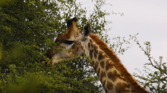 giraffe walking