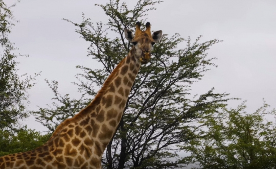 giraffe walking