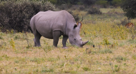 rhino eating