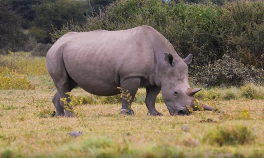 rhino eating