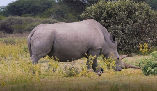 rhino eating