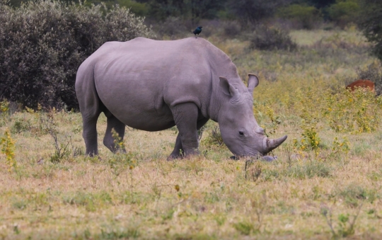 rhino eating