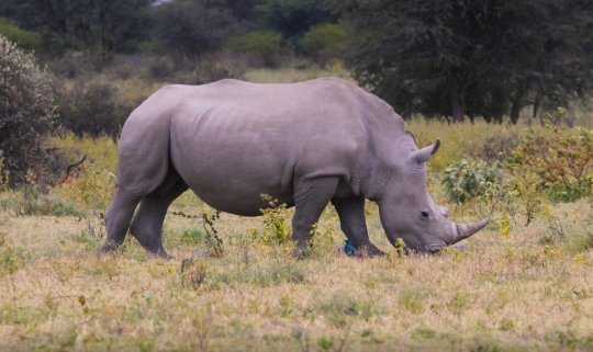 rhino eating