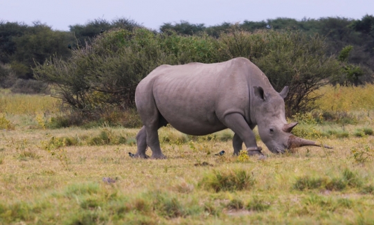 rhino eating