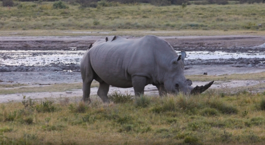 rhino eating