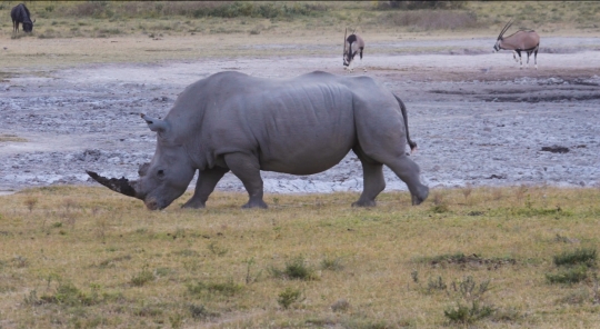 rhino eating