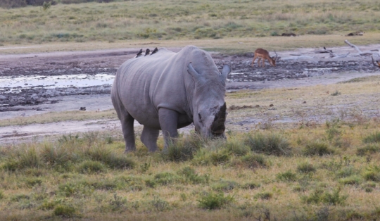 rhino eating