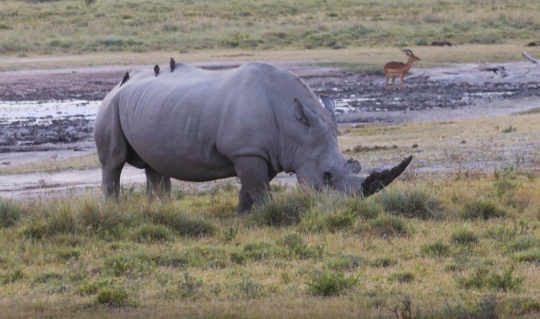 rhino eating