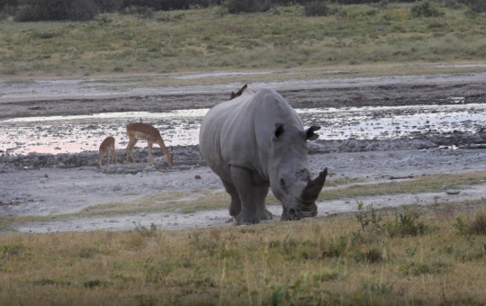 rhino eating