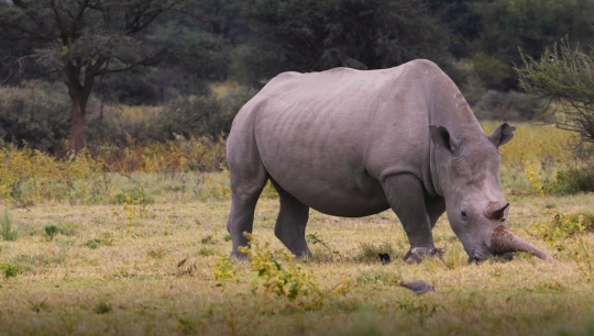 rhino eating