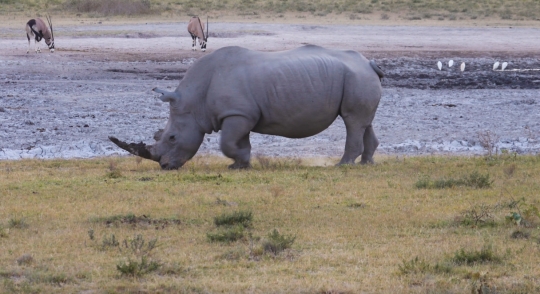 rhino eating