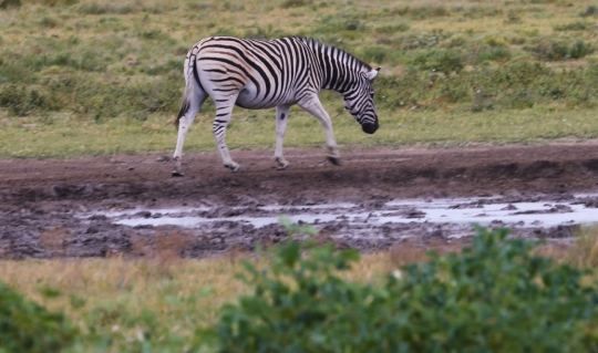 zebra walking