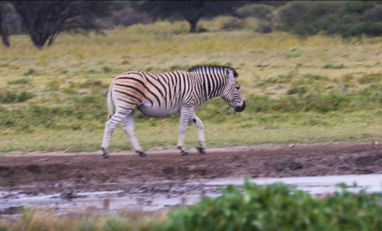 zebra walking